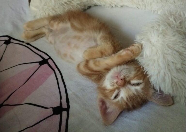 multimedia-foto90838-847-1