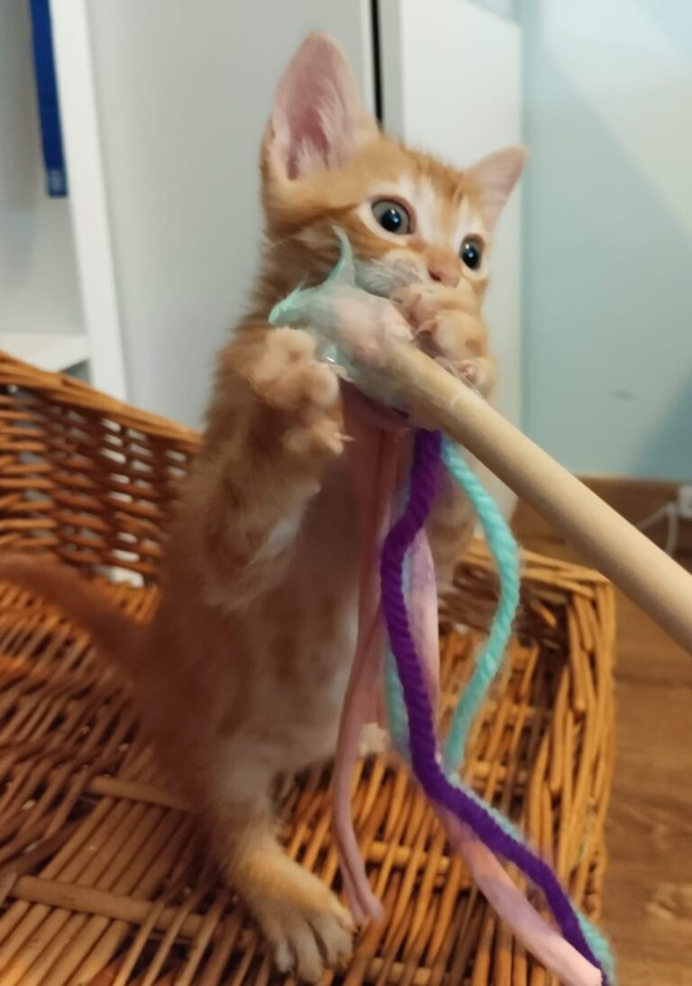 multimedia-foto90839-847-1