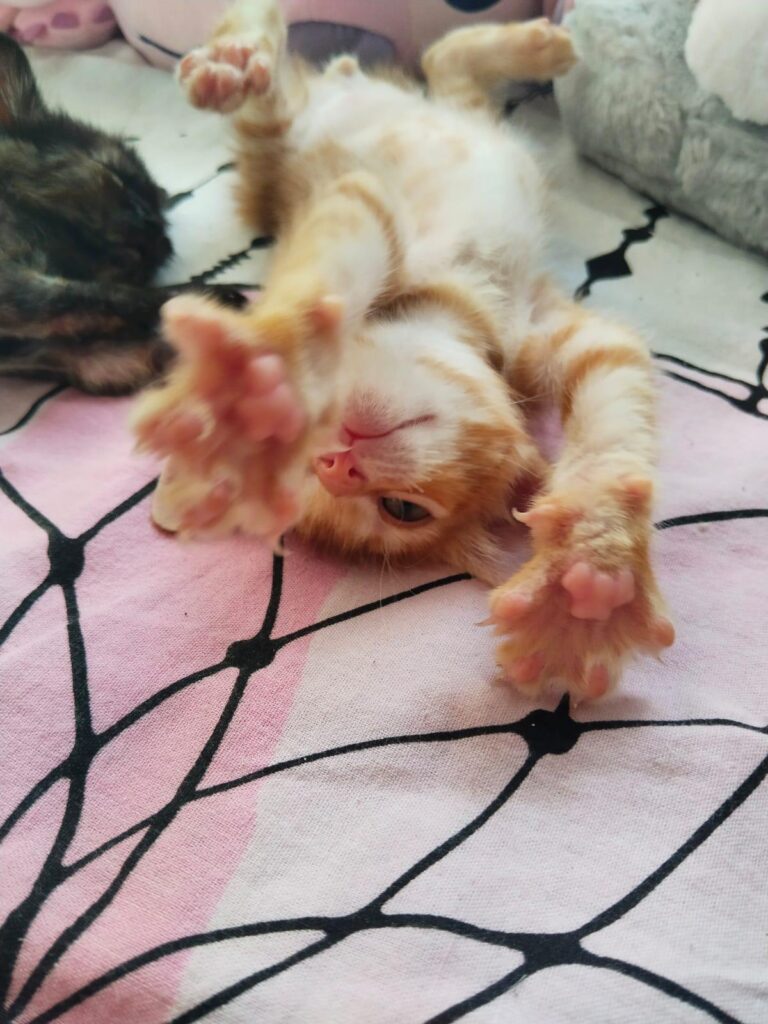 multimedia-foto90840-847-1