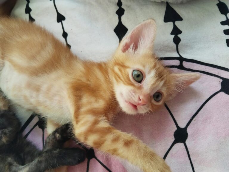 multimedia-foto90841-847-1