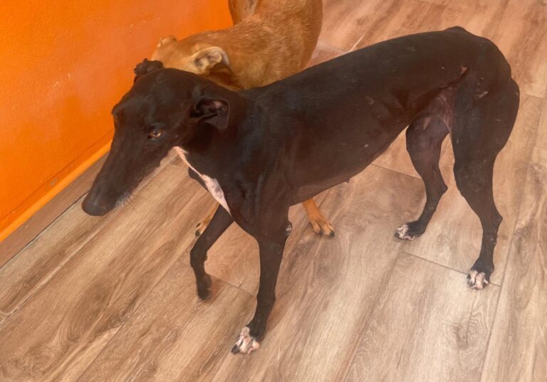 multimedia-foto90851-390-1