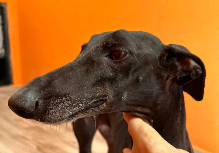 multimedia-foto90852-390-1