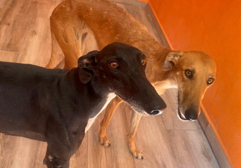 multimedia-foto90853-390-1