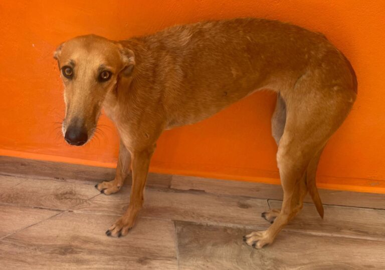 multimedia-foto90858-519-1