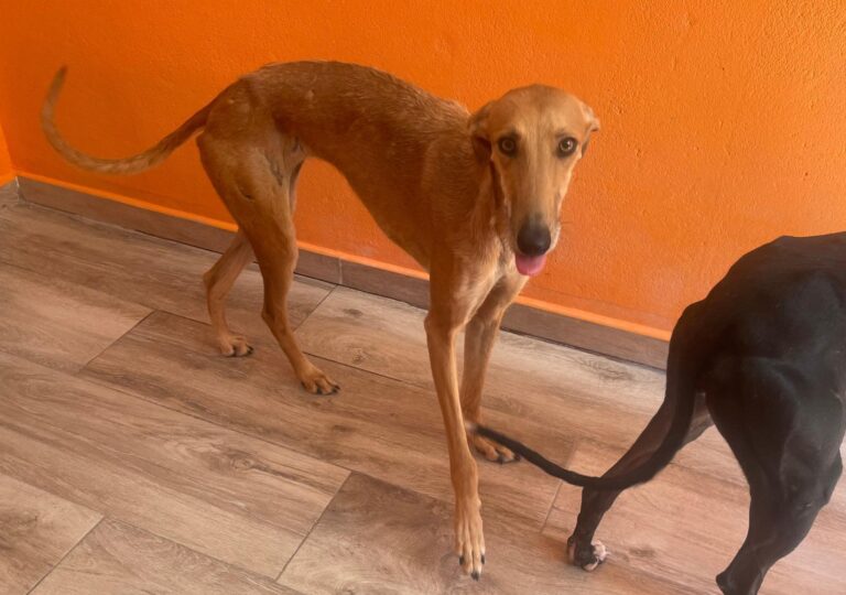 multimedia-foto90860-520-1