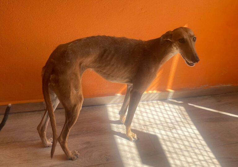 multimedia-foto90861-520-1