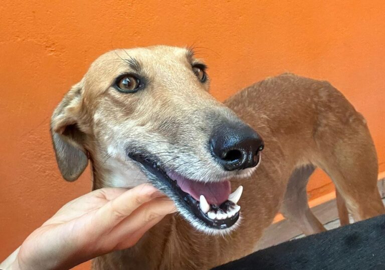 multimedia-foto90862-520-1