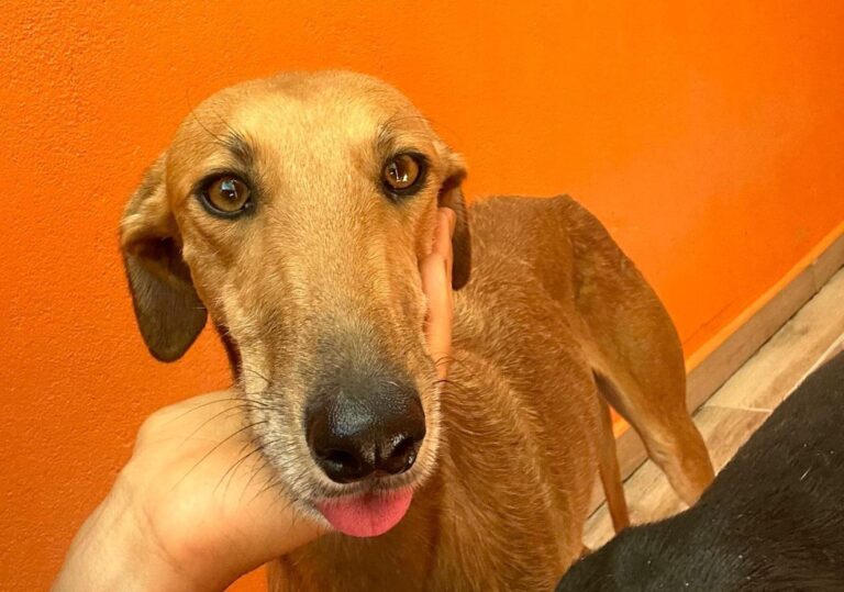 multimedia-foto90863-520-1