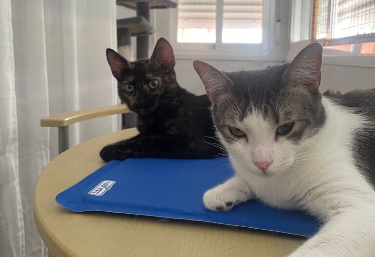 multimedia-foto90870-78-1