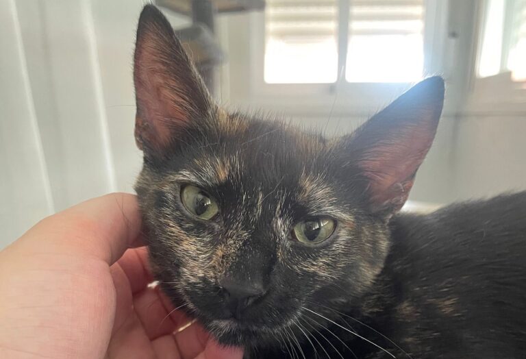 multimedia-foto90871-78-1