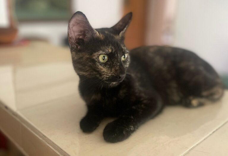 multimedia-foto90872-78-1