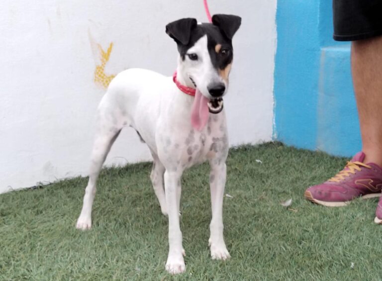 multimedia-foto90899-452-1