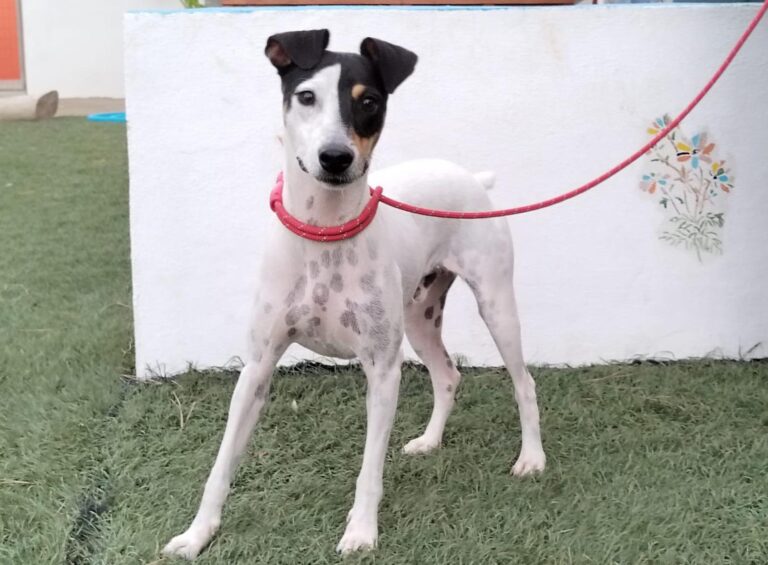 multimedia-foto90901-452-1