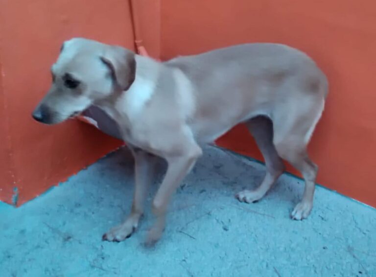 multimedia-foto90903-968-1