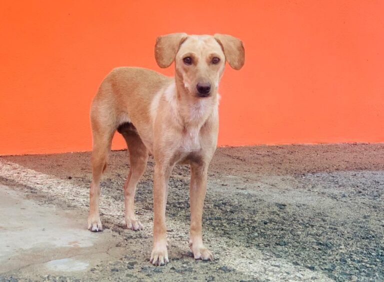 multimedia-foto90909-7-1