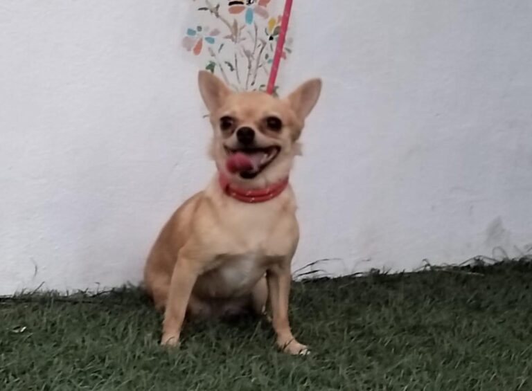 multimedia-foto90916-576-1