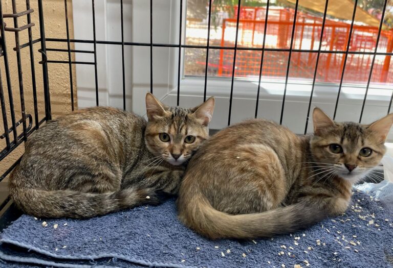 multimedia-foto90942-308-1