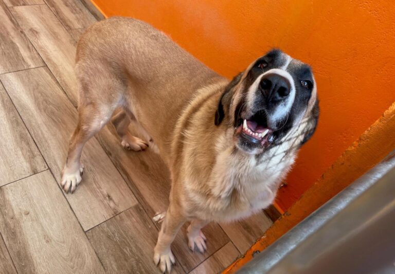 multimedia-foto90948-633-1