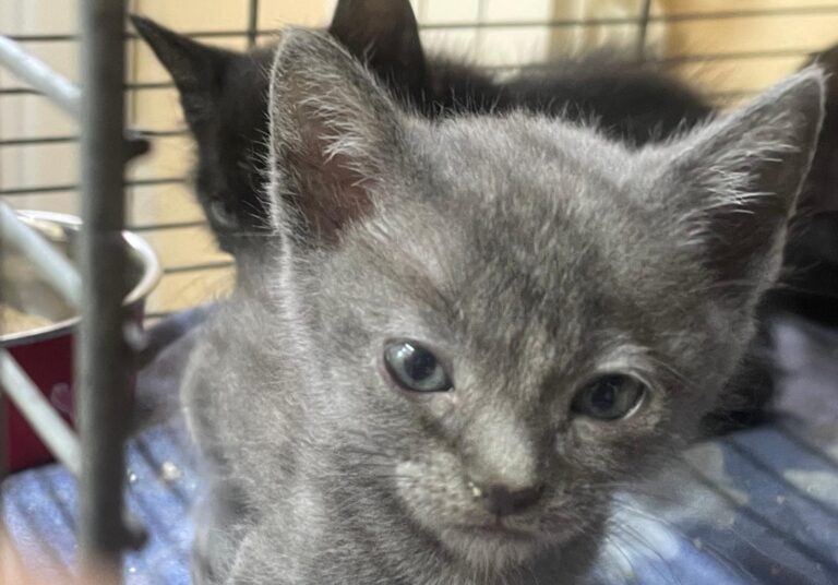 multimedia-foto90953-338-1