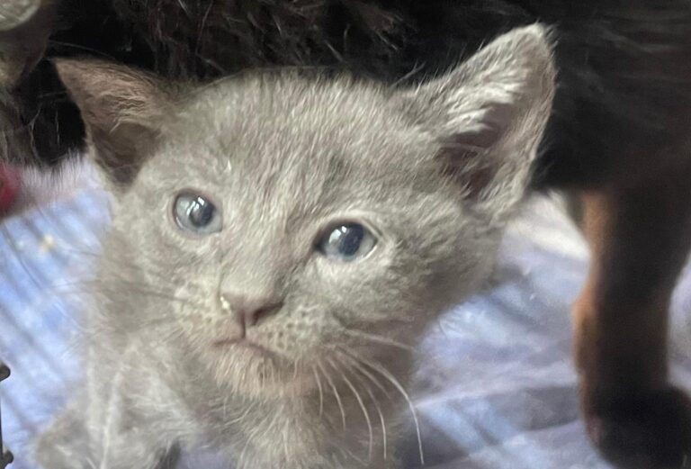 multimedia-foto90954-338-1