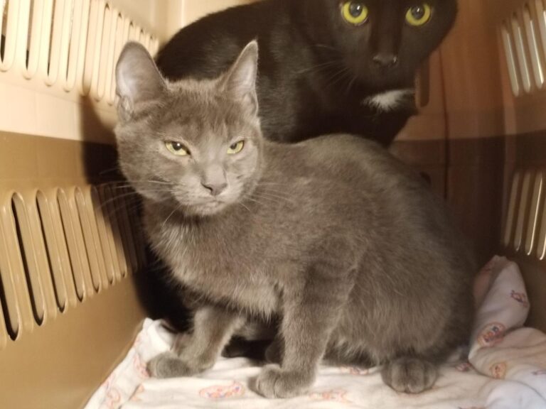 multimedia-foto90959-380-1