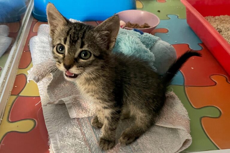 multimedia-foto90960-596-1