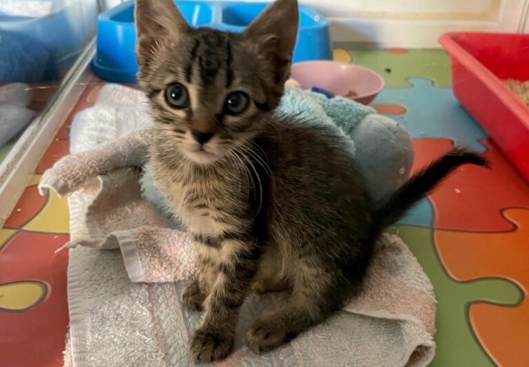 multimedia-foto90961-597-1