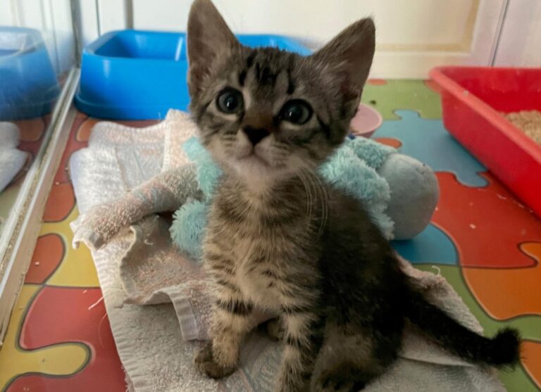 multimedia-foto90963-639-1