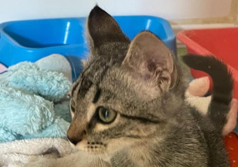 multimedia-foto90966-640-1