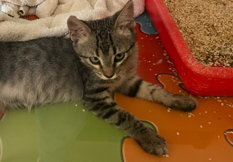 multimedia-foto90967-640-1