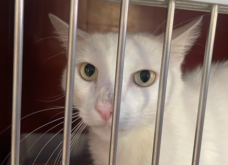 multimedia-foto90973-67-1