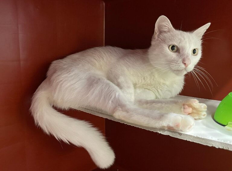 multimedia-foto90977-68-1