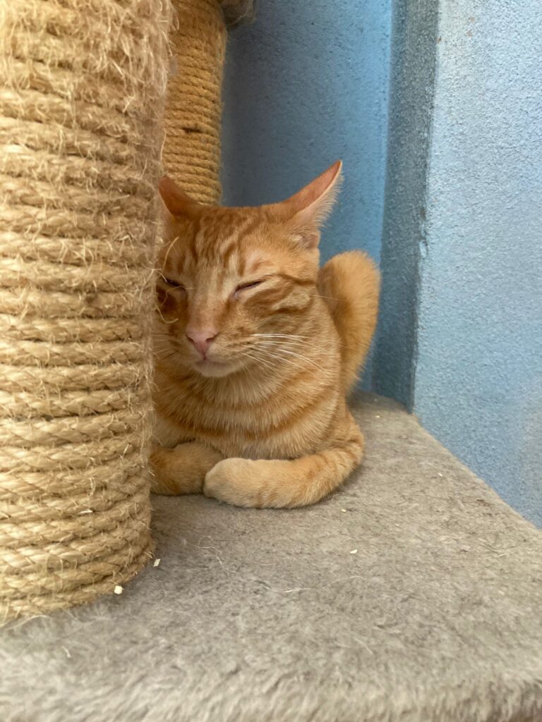 multimedia-foto91017-590-1