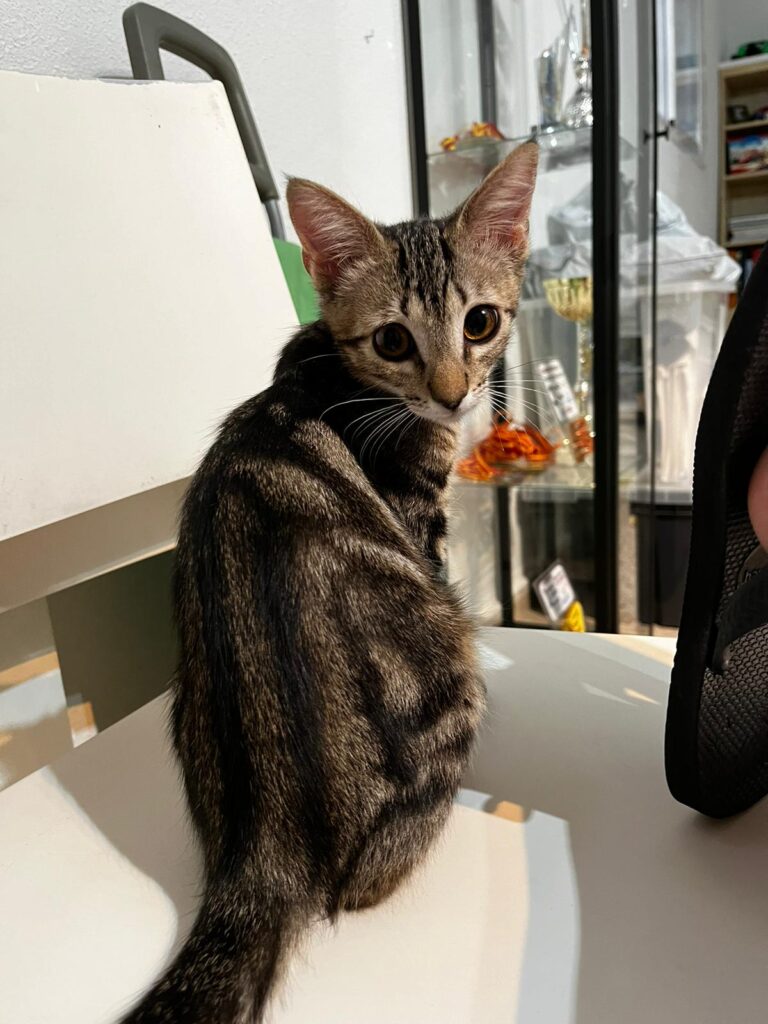 multimedia-foto91021-678-1