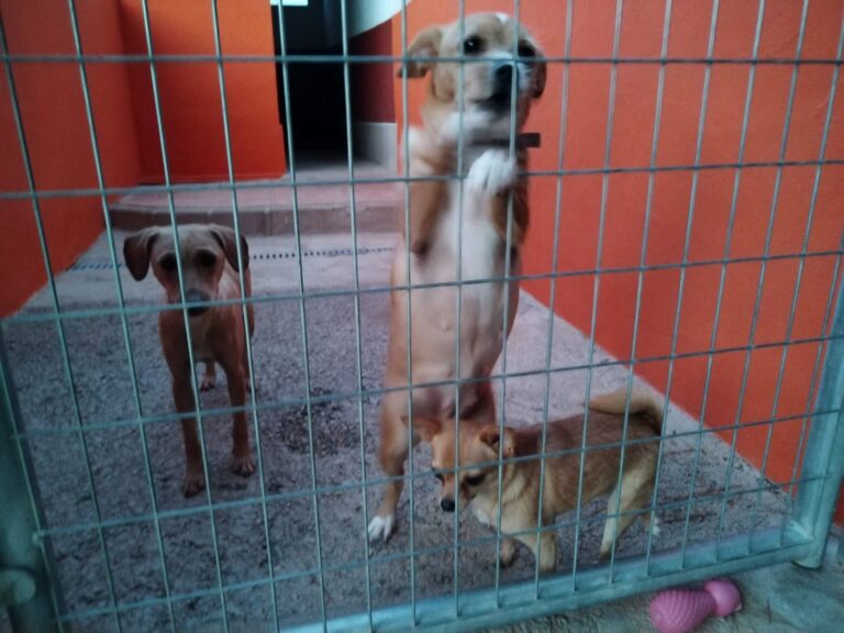 multimedia-foto91029-815-1