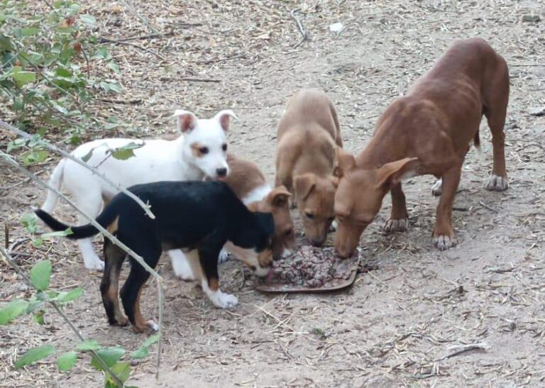 multimedia-foto91041-457-1