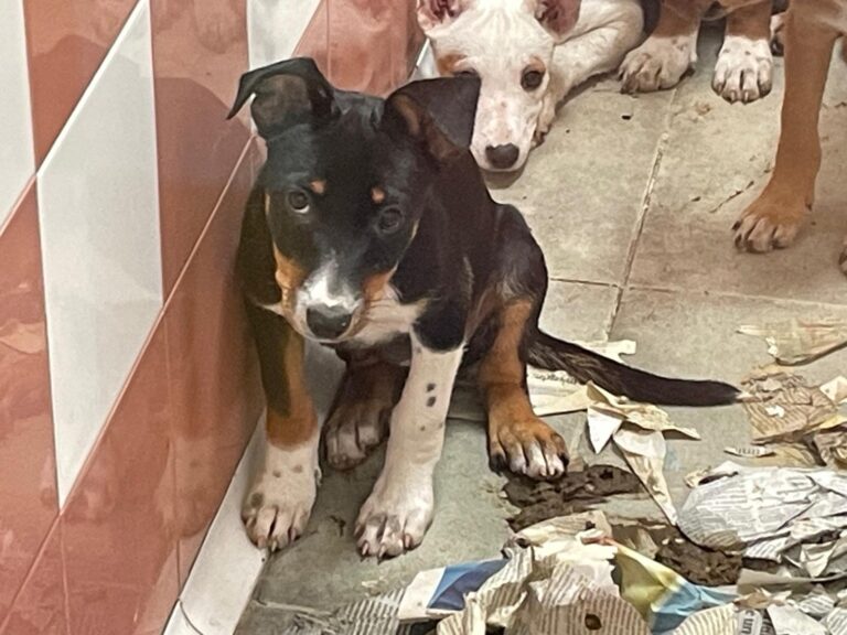 multimedia-foto91042-457-1