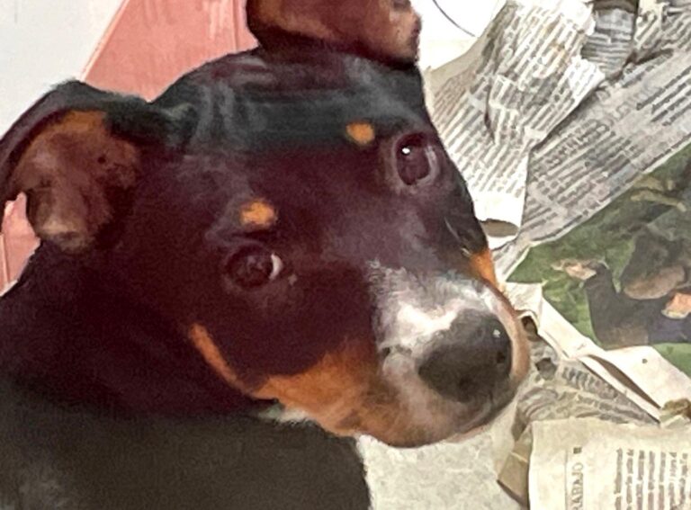 multimedia-foto91043-457-1