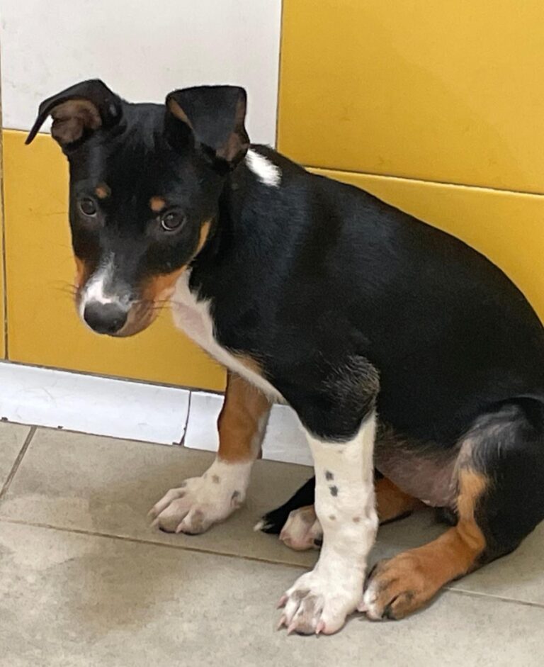 multimedia-foto91044-457-1