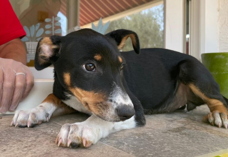 multimedia-foto91045-458-1