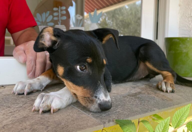 multimedia-foto91046-458-1