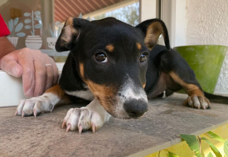 multimedia-foto91048-458-1