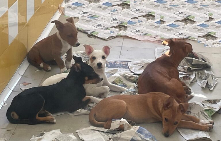 multimedia-foto91050-547-1