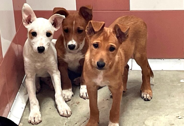 multimedia-foto91052-547-1