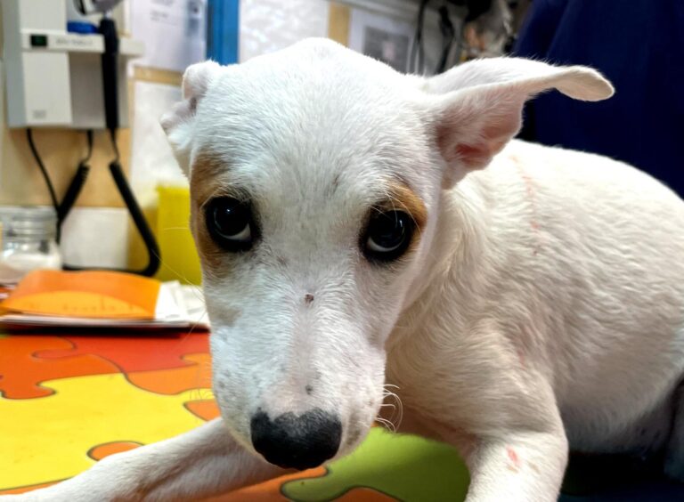 multimedia-foto91055-548-1