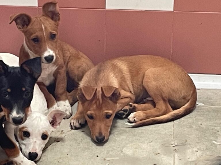 multimedia-foto91061-656-1