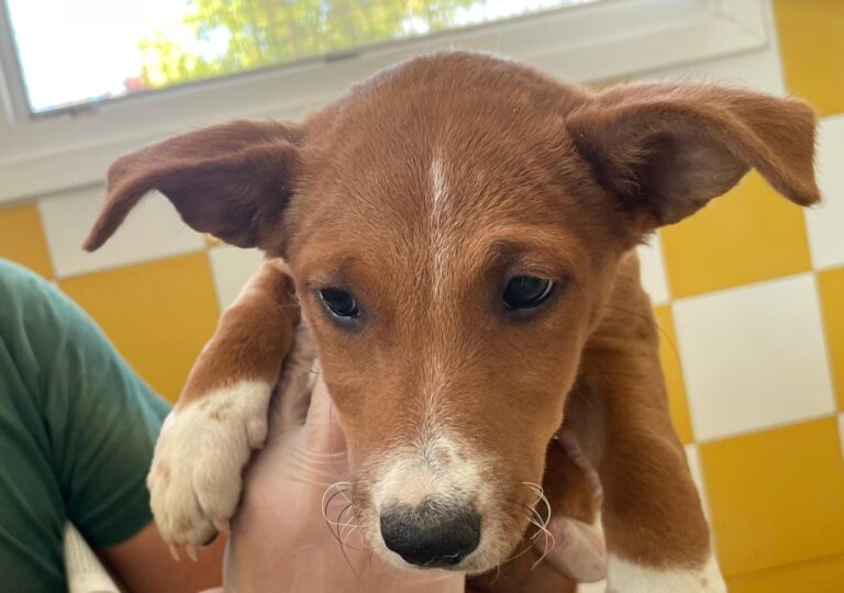 multimedia-foto91063-657-1