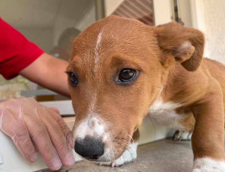 multimedia-foto91065-657-1