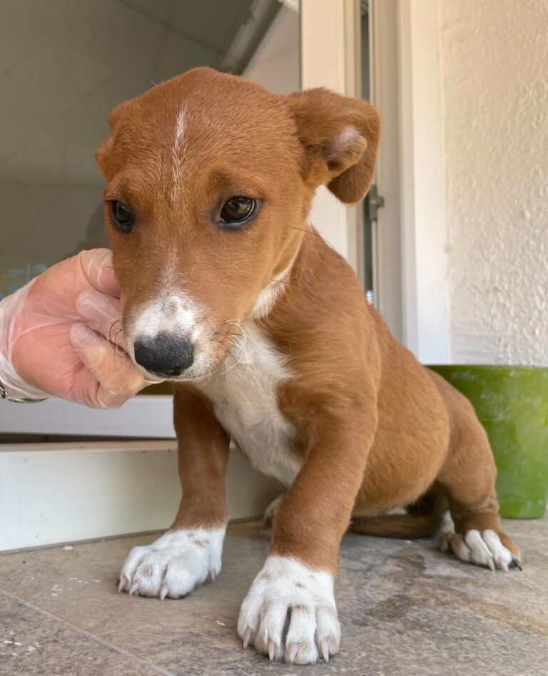 multimedia-foto91066-658-1