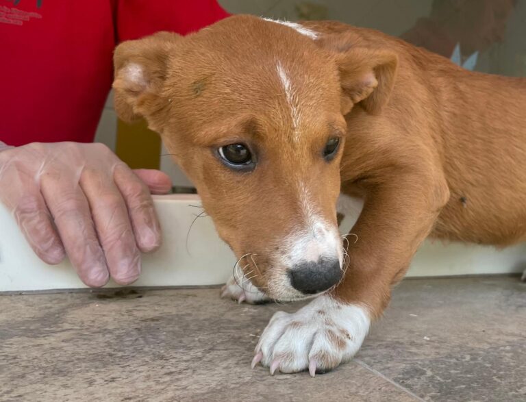 multimedia-foto91067-658-1